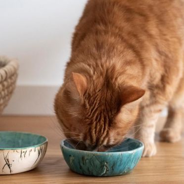 miseczka ceramiczna dla psiaka