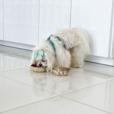 miseczka ceramiczna dla psiaka