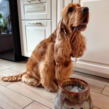 miska ceramiczna stożkowa dla spaniela