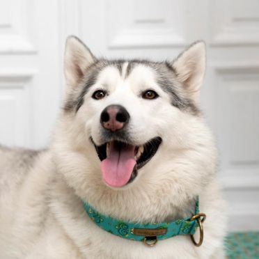 obroża półzaciskowa dla psa