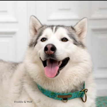 obroża półzaciskowa Drzewo Życia