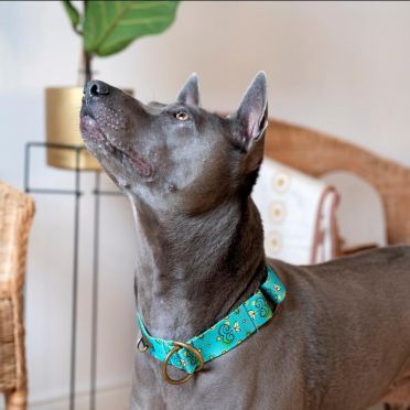 obroża półzaciskowa dla psa