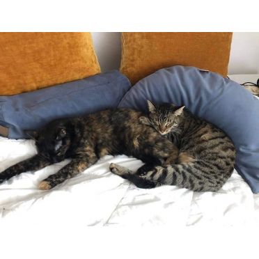 Dwa koty leżące na białej pościeli, wtulone w małe wałki gryczane WellB w kolorze lazurowym i musztardowym.